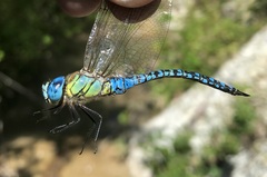 Aeshna affinis