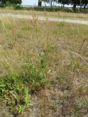 Rumex acetosa