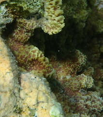 Montipora