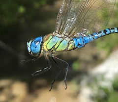 Aeshna affinis
