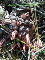 Pseudocolus fusiformis
