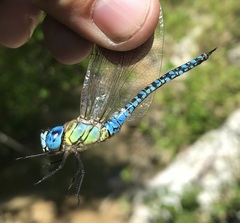Aeshna affinis