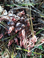 Pseudocolus fusiformis