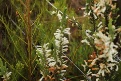 Erica perspicua