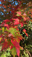 Acer ginnala