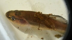 Aphredoderus sayanus