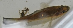 Aphredoderus sayanus