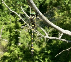 Cordulegaster picta