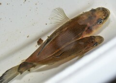 Aphredoderus sayanus
