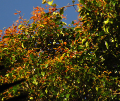 Syzygium crebrinerve
