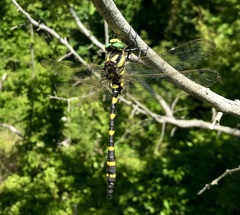 Cordulegaster picta