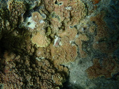 Montipora