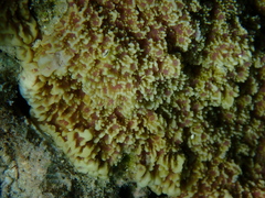 Montipora