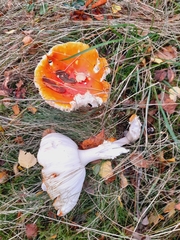 Amanita muscaria