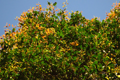 Syzygium crebrinerve