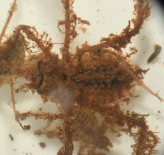 Macromiidae