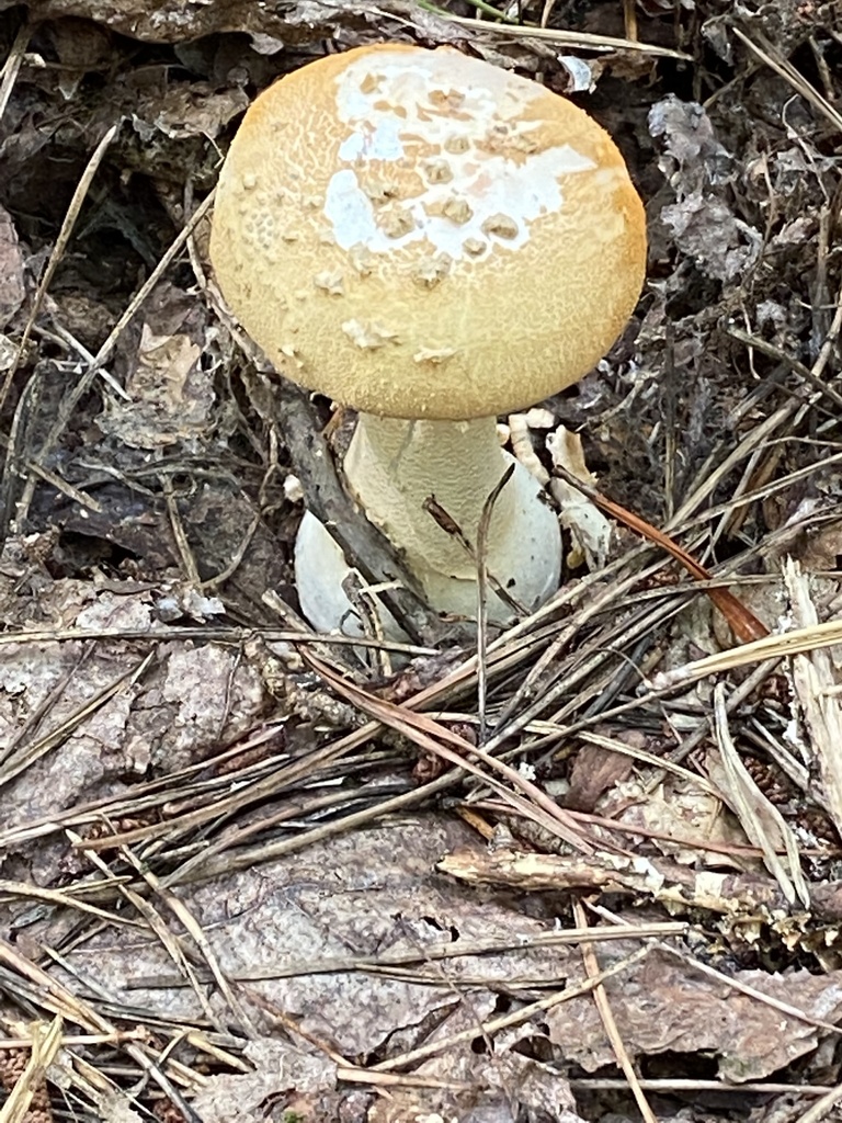 RoseTinted Amanita from Lewiston Rd, Greensboro, NC, US on September