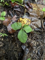 Rubus hispidus