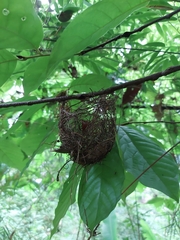 Thamnophilus atrinucha