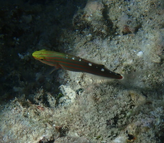 Koumansetta rainfordi