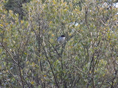 Curruca melanocephala