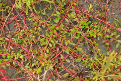 Laurembergia repens