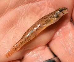Etheostoma olmstedi