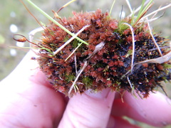 Ptychostomum pallens