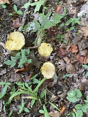 Suillus americanus