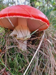 Amanita muscaria