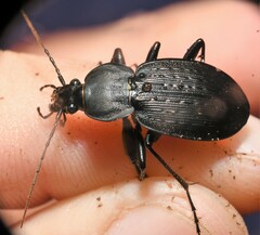 Carabus vinctus