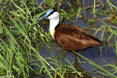 Actophilornis africanus