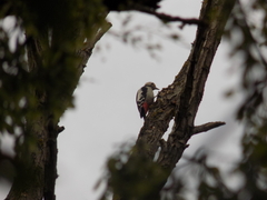 Dendrocopos syriacus
