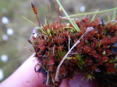 Ptychostomum pallens
