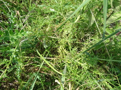 Galium aparine