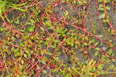 Laurembergia repens