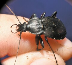 Carabus vinctus