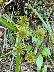 Cyperus croceus