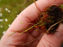 Ptychostomum pallens