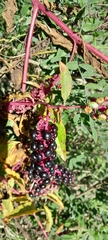 Phytolacca americana