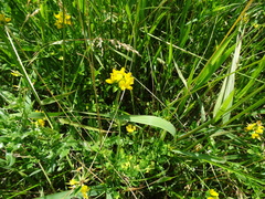 Lotus uliginosus