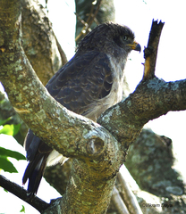 Circaetus cinerascens