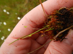 Ptychostomum pallens