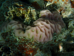 Goniastrea