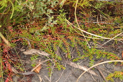 Laurembergia repens