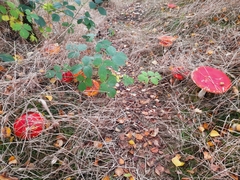 Amanita muscaria