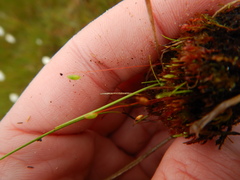 Ptychostomum pallens