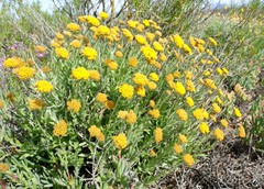 Helichrysum hebelepis