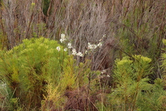 Erica perspicua