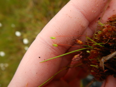 Ptychostomum pallens